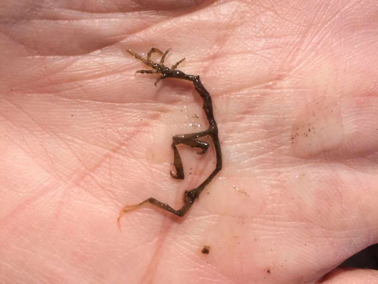 三番瀬とワレカラ よたか堂 カイズケンのブログ