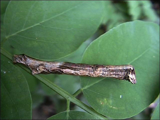 虫日記00年９月前半 よたか堂 カイズケンのブログ