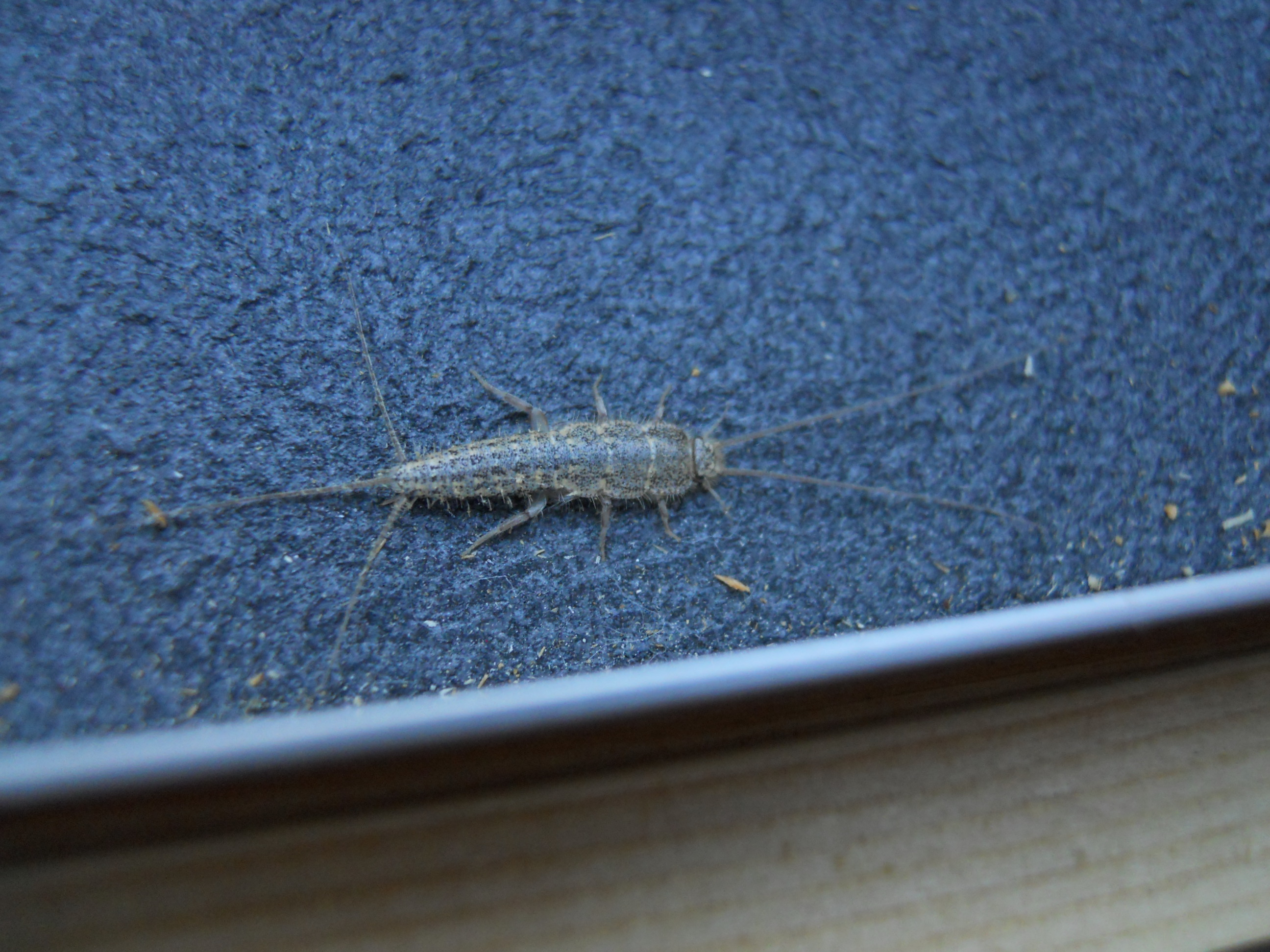 個展準備中に出会った虫たち よたか堂 カイズケンのブログ