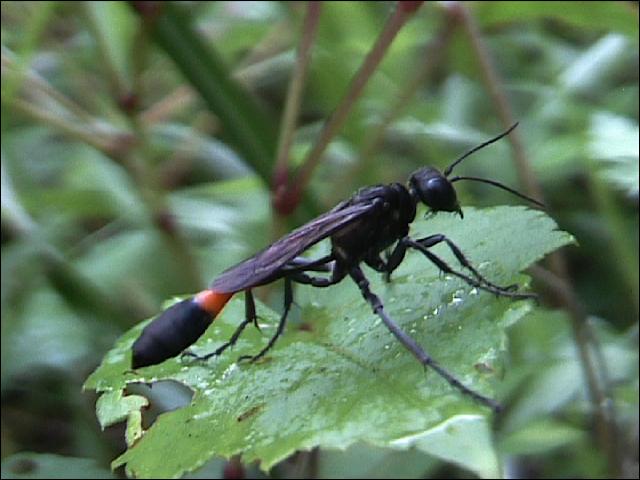 虫日記00年８月 よたか堂 カイズケンのブログ