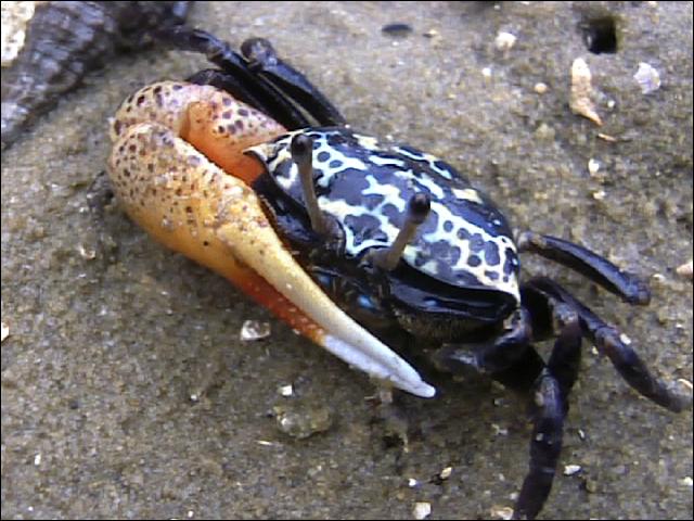 虫日記01年８月 石垣 西表島 よたか堂 カイズケンのブログ