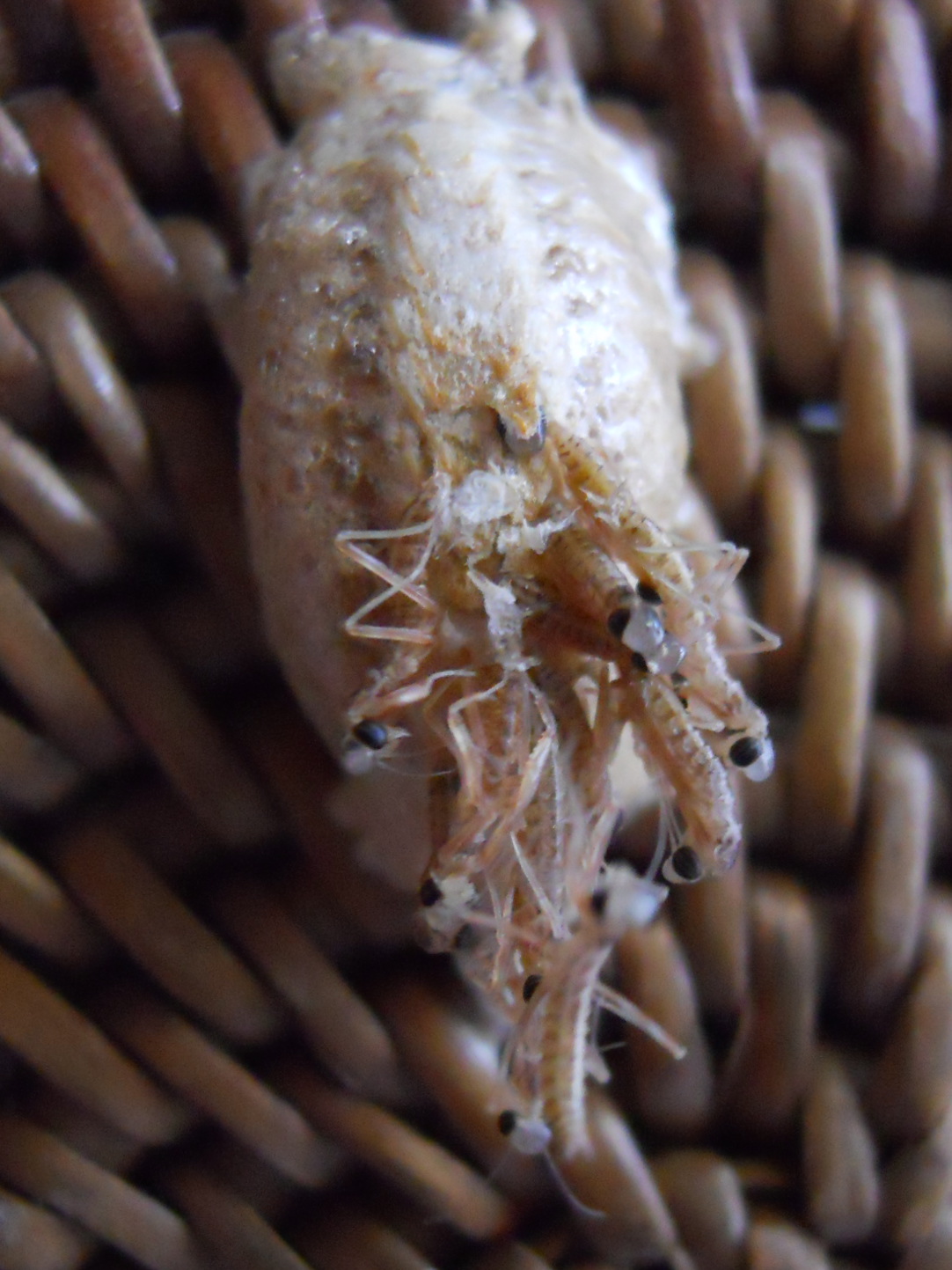 あのコカマキリの卵が孵化 よたか堂 カイズケンのブログ