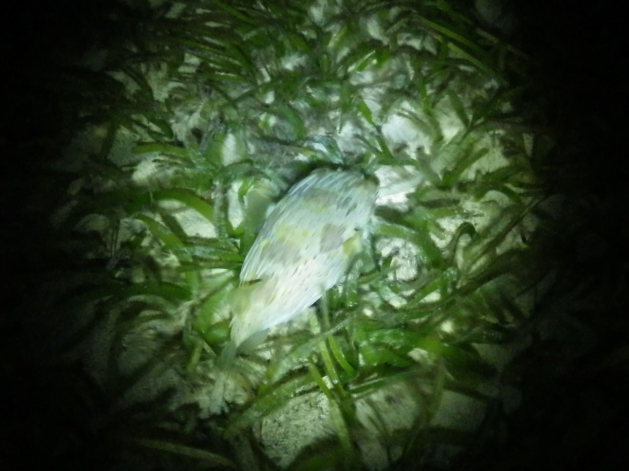 夜の干潟と古本市 沖縄日記10 25 よたか堂 カイズケンのブログ 夜の干潟と古本市 沖縄日記10 25 よたか堂 カイズケンのブログ