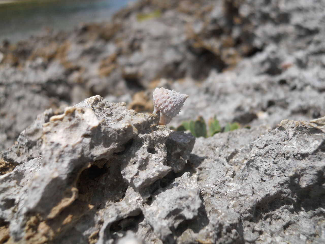 貝から見える世界 ３ 海岸の岩場 よたか堂 カイズケンのブログ