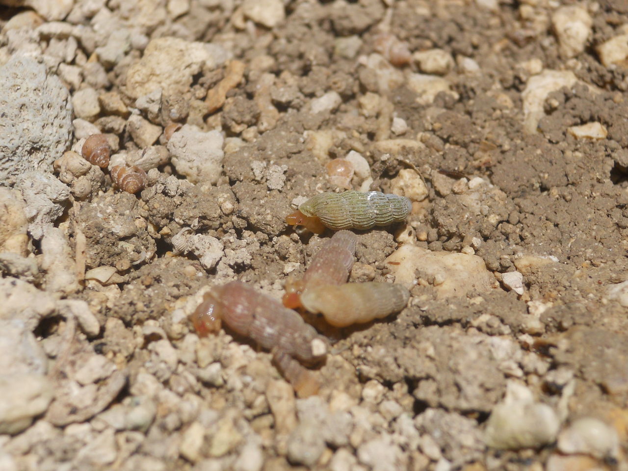 貝から見える世界 ３ 海岸の岩場 よたか堂 カイズケンのブログ
