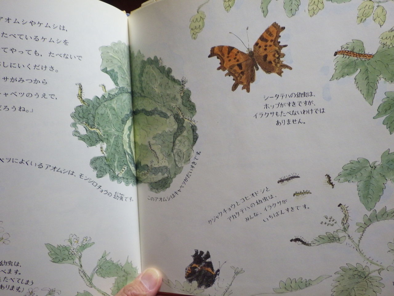 絵本好き　蟻と蝶々 絵本好き○蟻と蝶々