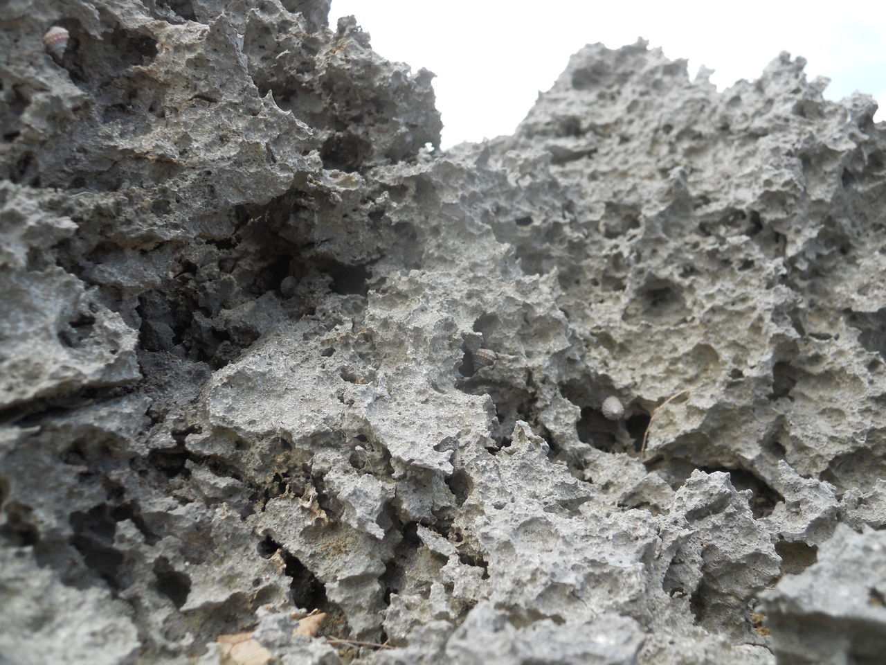 貝から見える世界 ３ 海岸の岩場 よたか堂 カイズケンのブログ