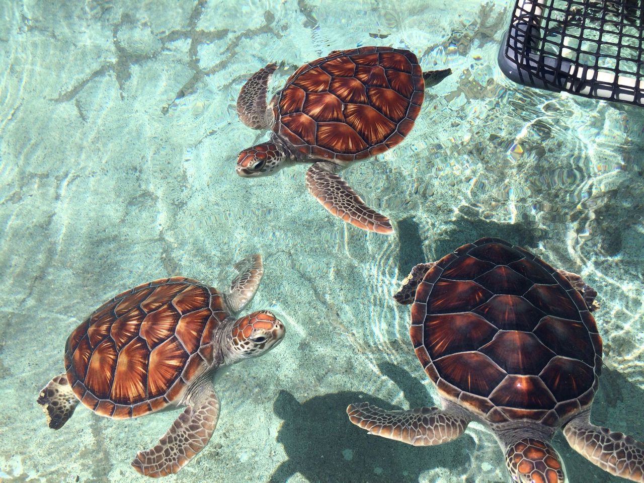 小笠原日記 その３ ウミガメを見る よたか堂 カイズケンのブログ