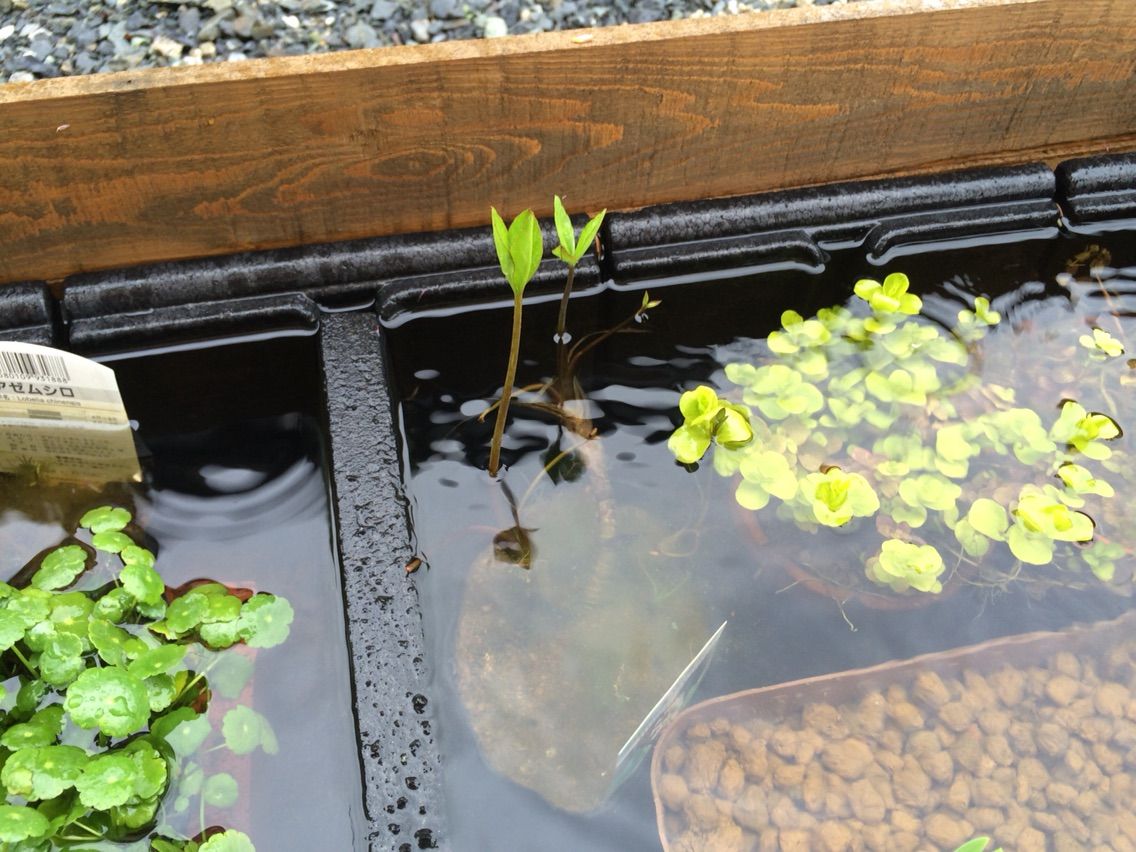 ミジンコ繁殖水仕込み あきッサのメダカとビオトープ ミジンコ繁殖水仕込み あきッサのメダカとビオトープ