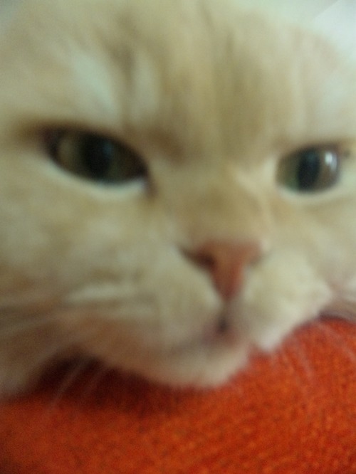 091230_155802 もり