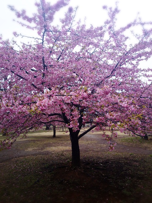 2014-03-13-13-41-07_deco
