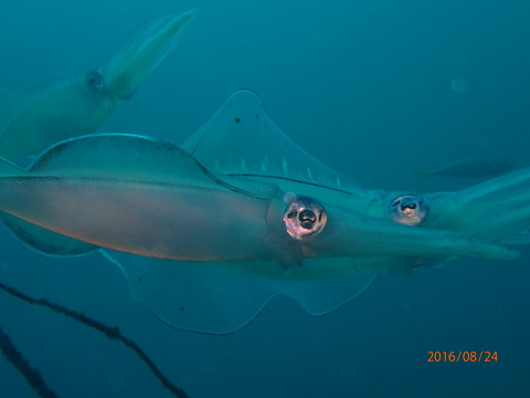P8240075