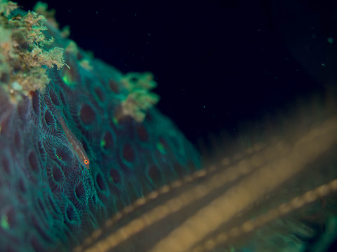P1194653