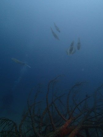 ika2