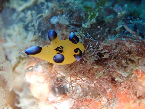 P3302685