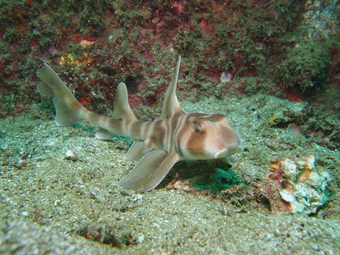 P8234125