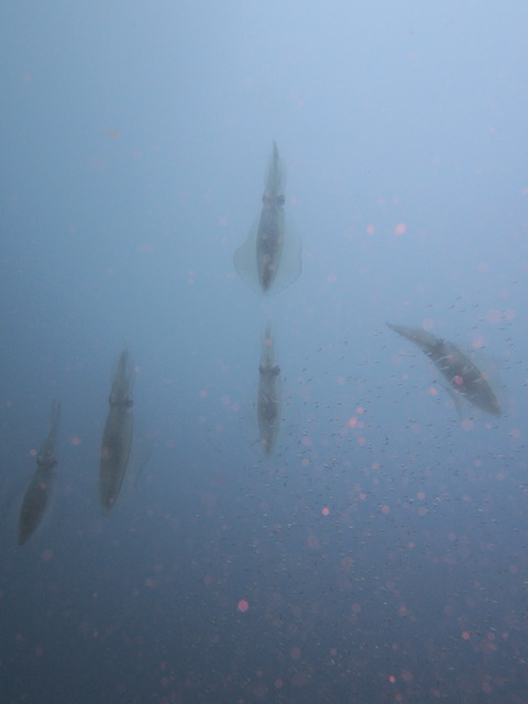 P8210078