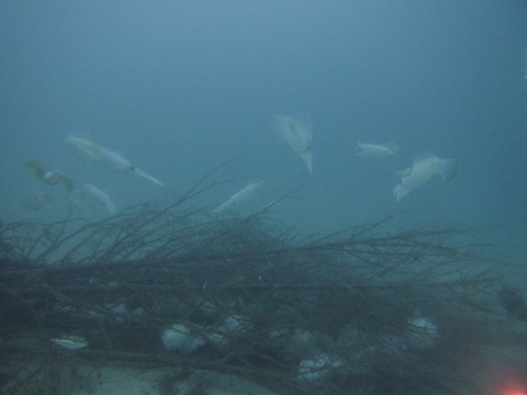 P8251669