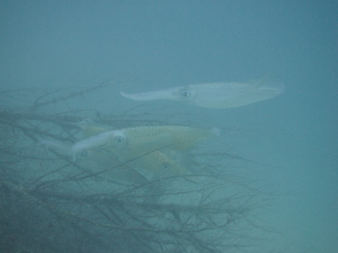 P8251688