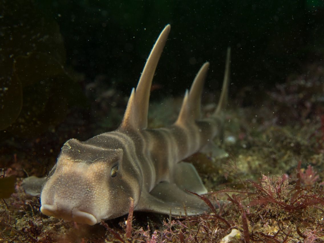 初夏はネコザメ幼魚 梶賀ダイビングサービス