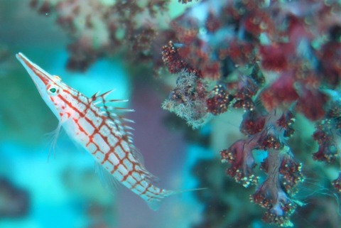 310D215A-9A72-436C-B2F2-7890DE2CFF28