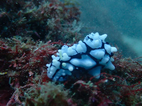 CCD52C5F-FB27-4352-9B6D-0DAC1F12255A