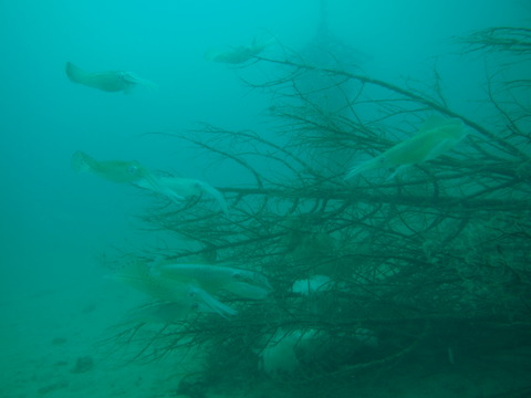P8251667