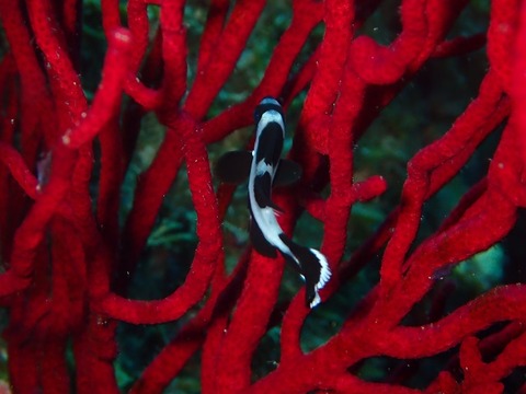 PB040115