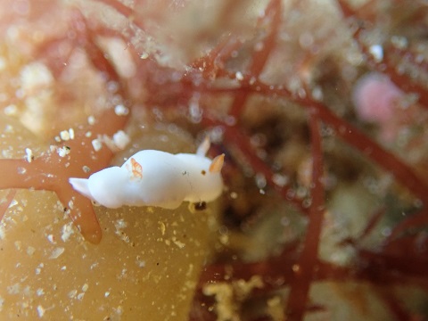 P3302662
