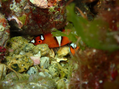 P4043088