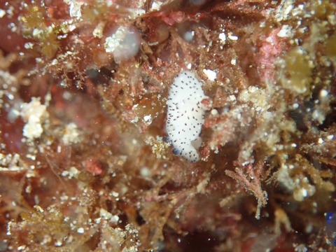 P2250085