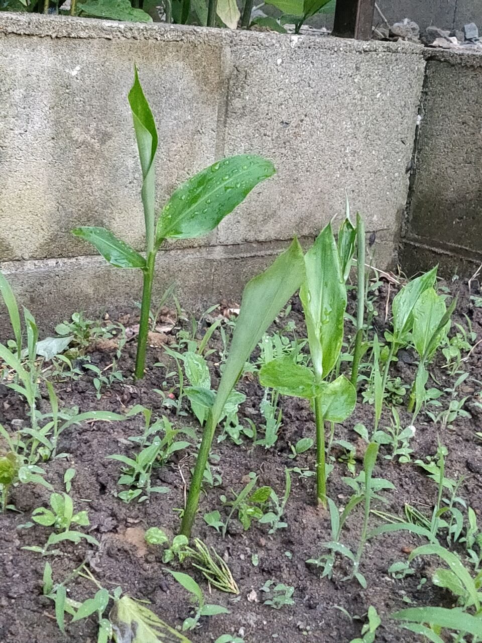 1ヵ月で メルカリで買った ミョウガが芽をだした 3000万貯めました 1ヵ月で メルカリで買った ミョウガが芽をだした 3000万貯めました