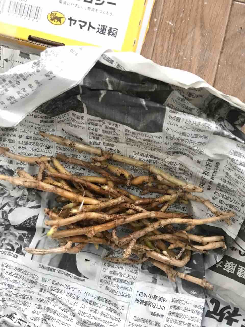1ヵ月で メルカリで買った ミョウガが芽をだした 3000万貯めました 1ヵ月で メルカリで買った ミョウガが芽をだした 3000万貯めました