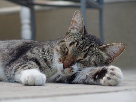 cat-2716805__340