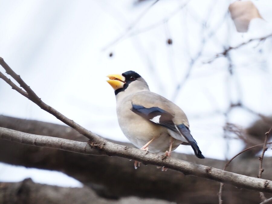 イカル : 野鳥図鑑