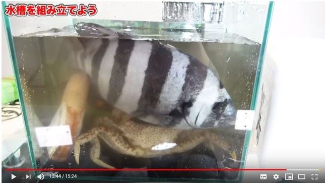 怒り Uuum所属youtuberの作った水槽がひどすぎると話題に シロクマニュースまとめ 怒り Uuum所属youtuberの作った水槽がひどすぎると話題に シロクマニュースまとめ