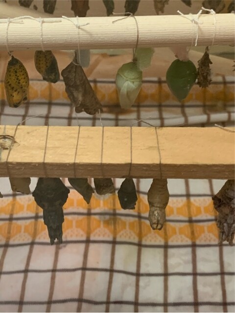 0D60EF6B-CAAC-4C02-8AA1-880DBAB0828E