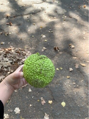 ウズベキスタンで見つけたリアル悪魔の実 ウズベキスタンへ飛んじゃった ウズベキスタンで見つけたリアル悪魔の実 ウズベキスタンへ飛んじゃった