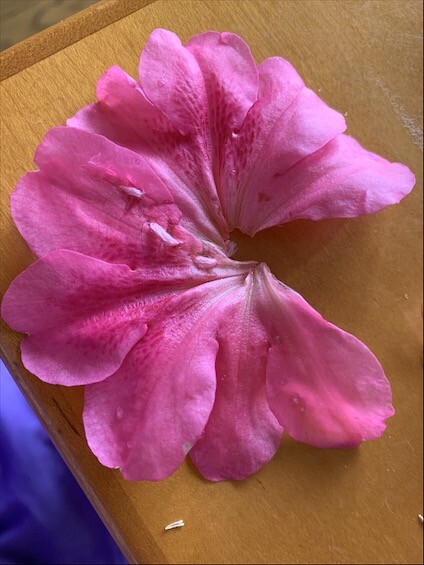 8C99D6DB-2B9A-43AC-B4CF-91D7A28BDBA9