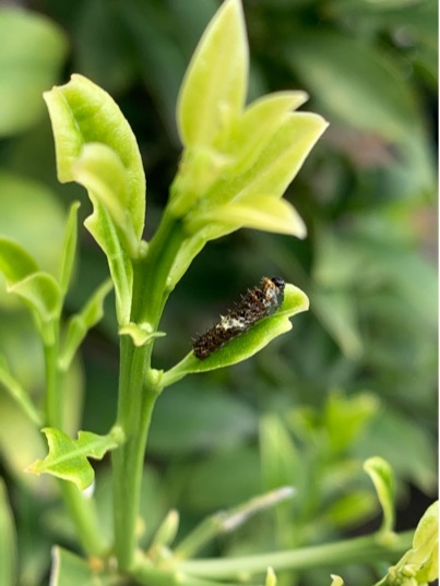 1E2C623A-CC2D-4A61-8913-285A8EFECA3E