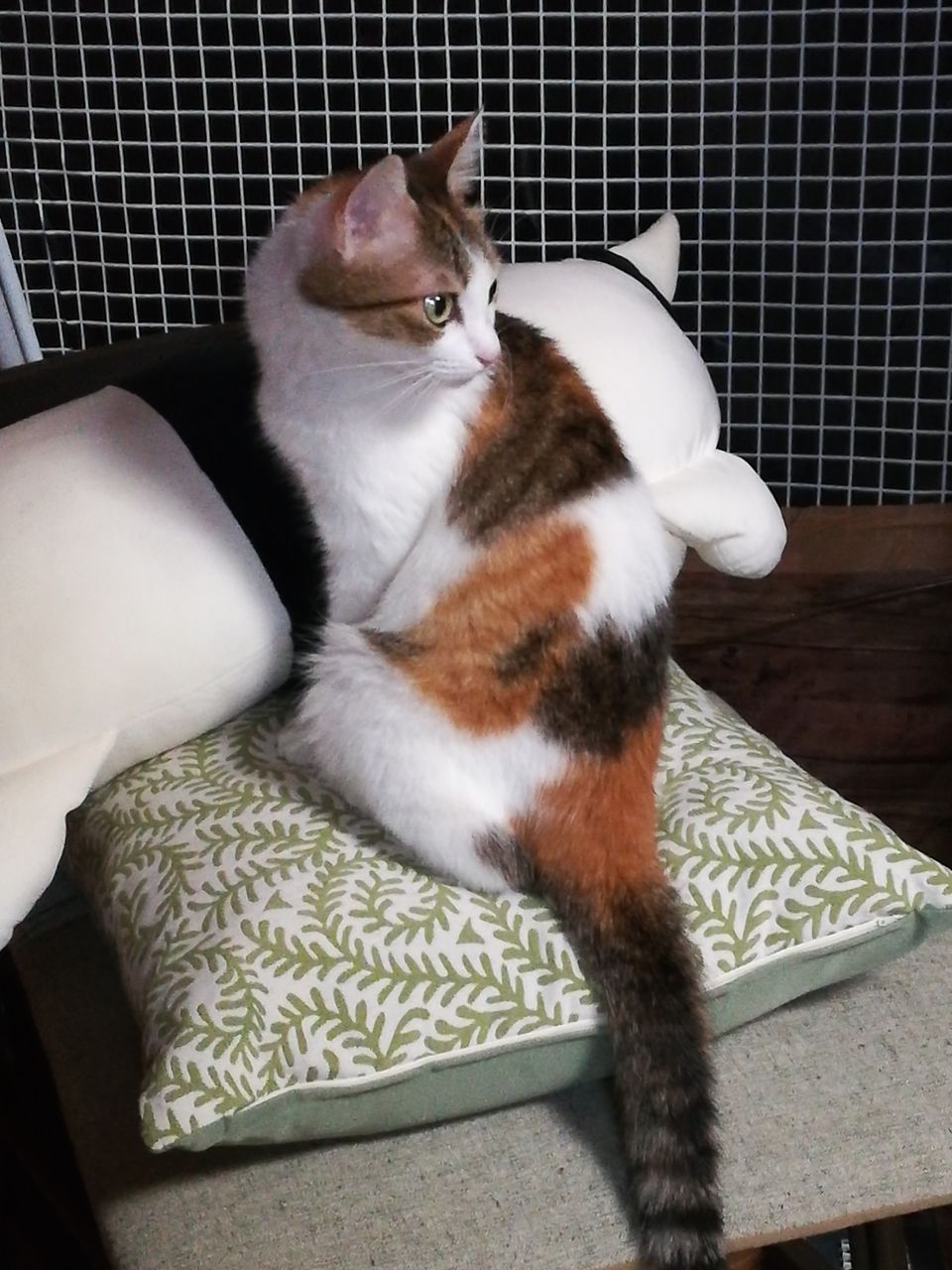 ミケ48 見返り美猫 : ミケとトムと時々ノラ