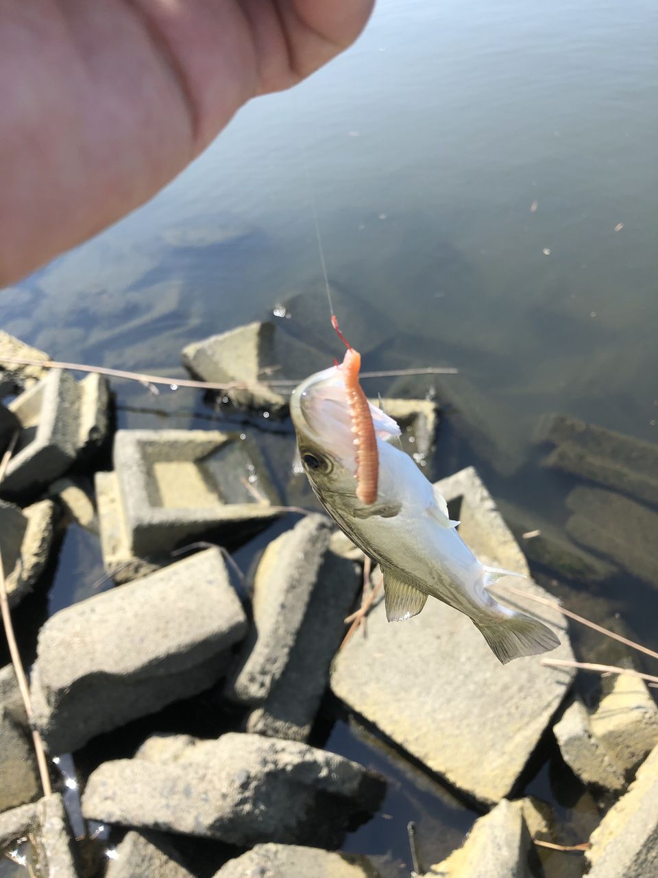 釣り 涸沼 2019 ハゼ