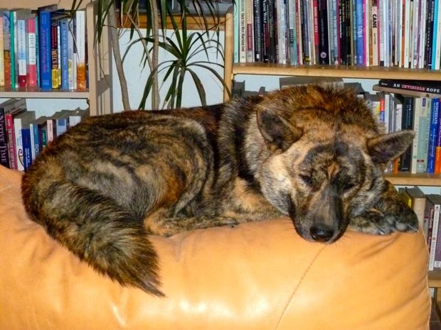海外の日本犬 世界の希少犬に日本のあの犬が入っているぞー Midica