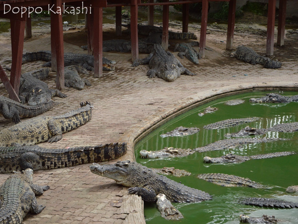 閉業 一度は見たいワニのショー クロコダイルファーム サムロン かかし バンコク独歩 バンコク半径2時間の旅 閉業 一度は見たいワニのショー クロコダイルファーム サムロン かかし バンコク独歩 バンコク半径2時間の旅