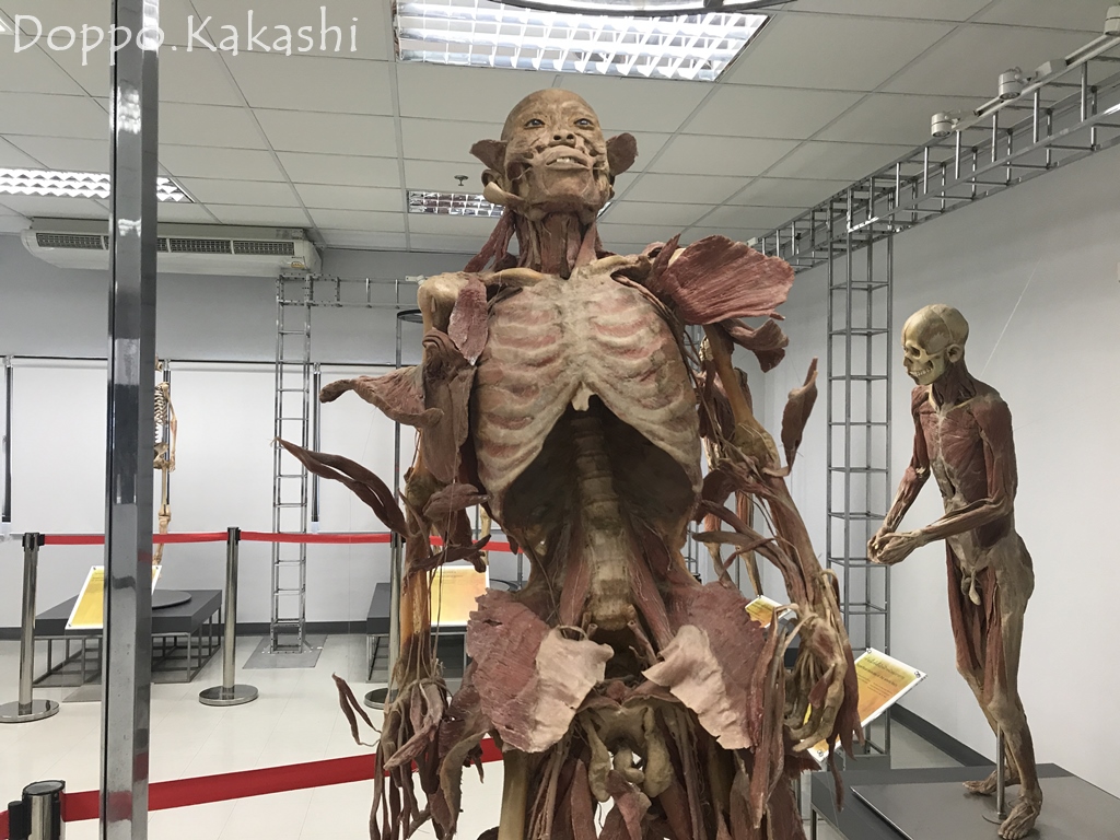 リアルな死体のミニ博物館 Museum Of Human Body チュラロンコン大学 かかし バンコク独歩 バンコク半径2時間の旅