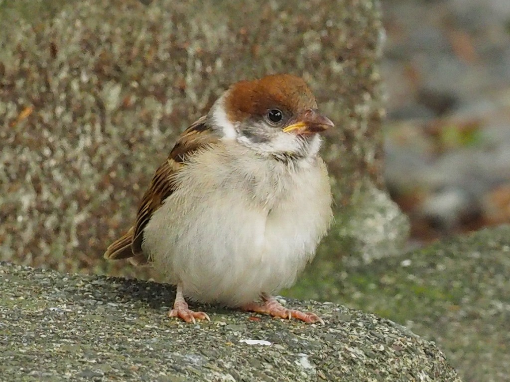スズメの幼鳥 かかずのブログ