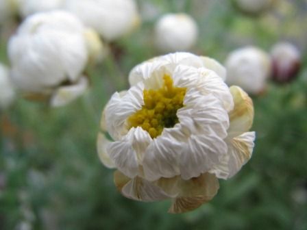カサカサの花 ハナカンザシ 四季おりおりの庭 カサカサの花 ハナカンザシ 四季おりおりの庭