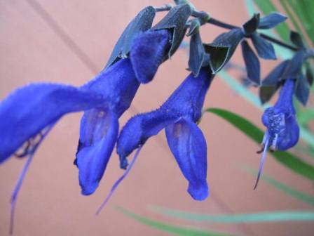 メドーセージ キツイ匂いは 誰のため 四季おりおりの庭 メドーセージ キツイ匂いは 誰のため 四季おりおりの庭