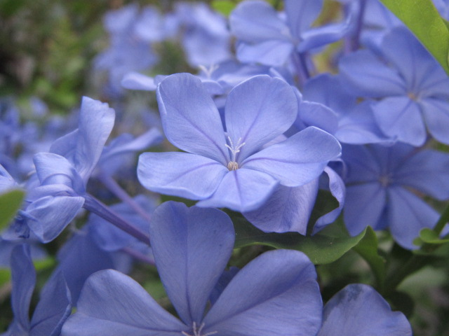 プルンバーゴ 四季おりおりの庭