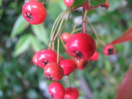 真っ赤な 真っ赤な ピラカンサス 四季おりおりの庭